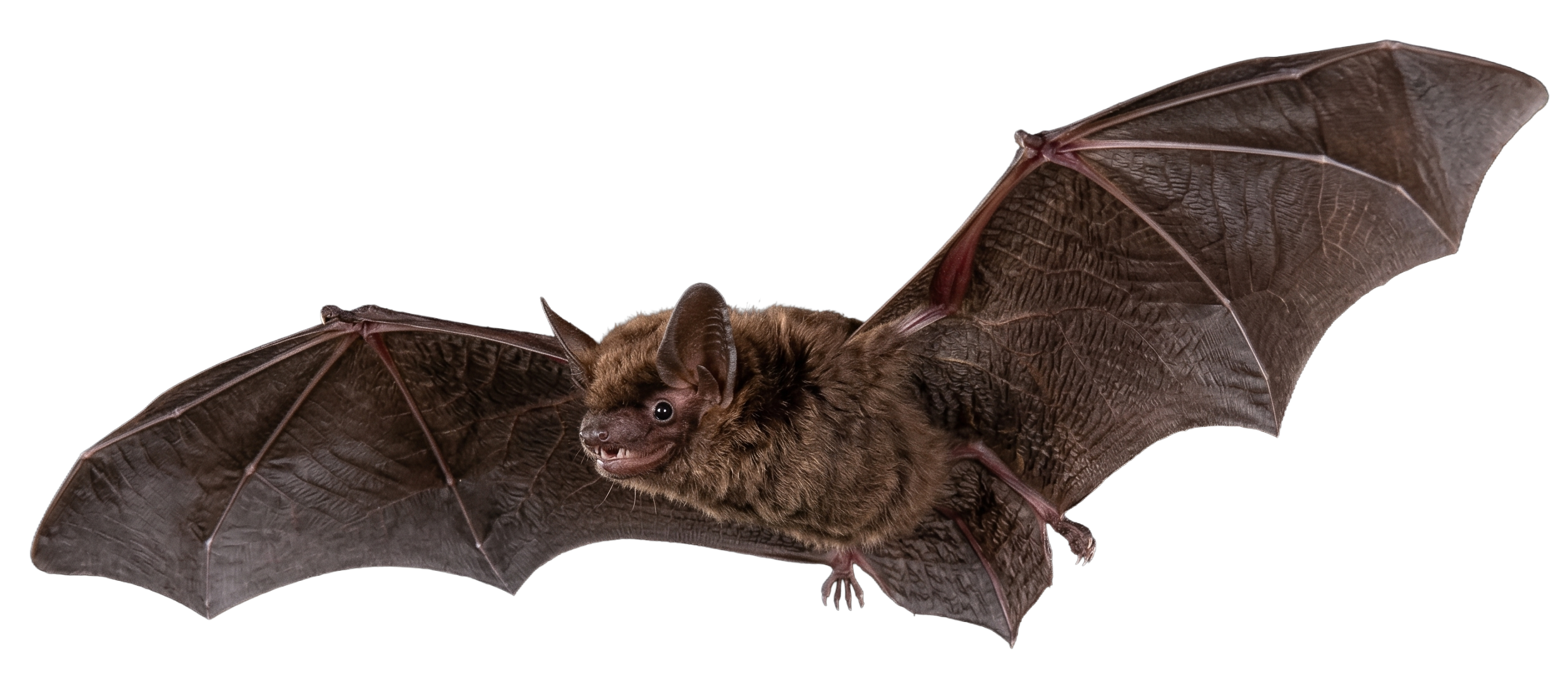 Bat Removal Services Michigan Bat Control Services